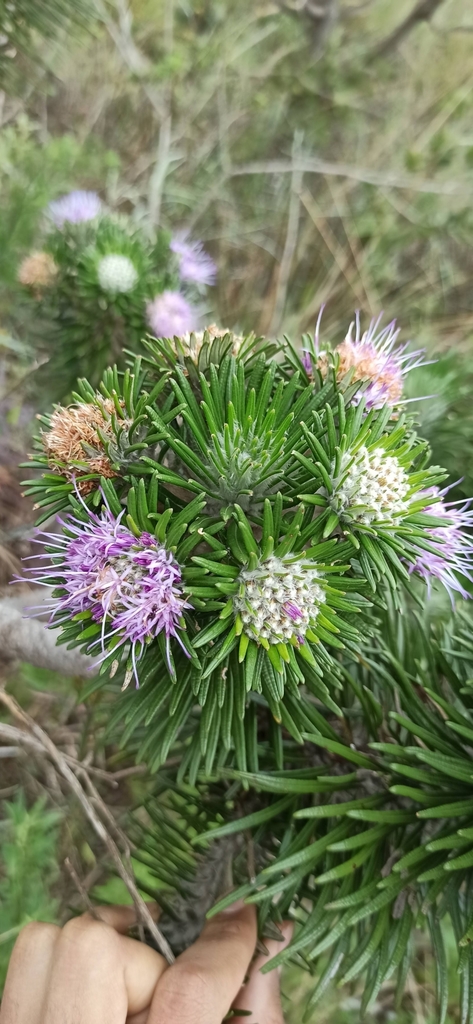 Lychnophora villosissima