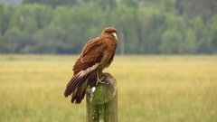 Daptrius chimango temucoensis