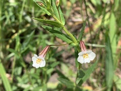 Mimulus strictus