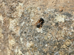 Andrena
