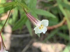 Mimulus strictus
