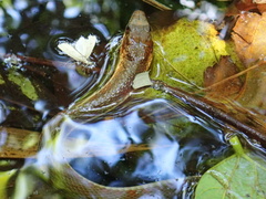 Rhabdophis chrysargoides