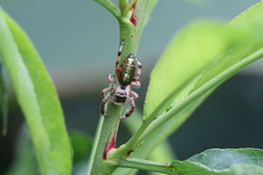 Paraphidippus aurantius