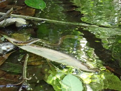 Rhabdophis chrysargoides