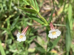 Mimulus strictus