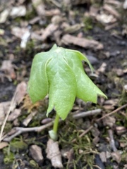 Podophyllum