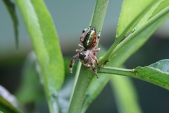 Paraphidippus aurantius