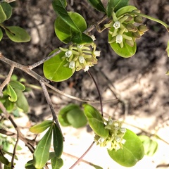 Cynanchum natalitium