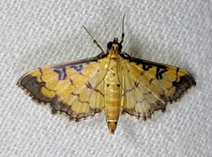 Ategumia