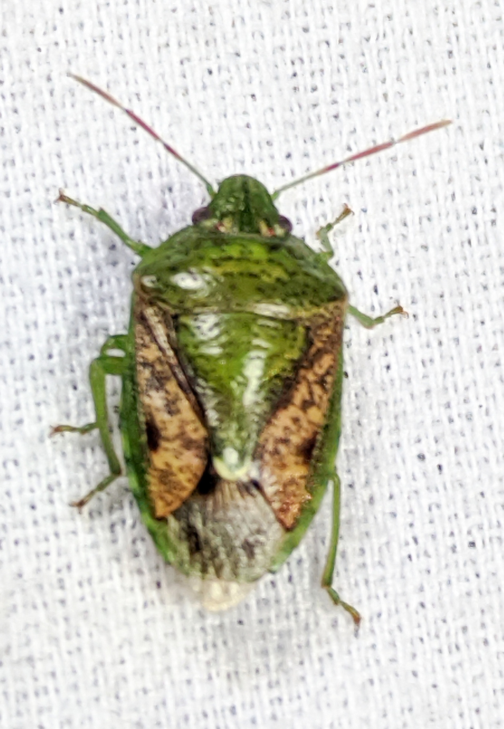 Banasa packardii in September 2020 by smoorman · iNaturalist