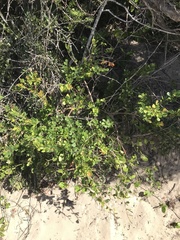 Cynanchum natalitium