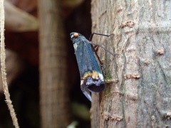 Penthicodes farinosus