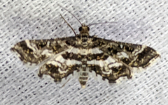 Diasemiopsis leodocusalis