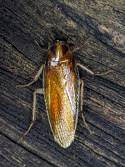 Ischnoptera bilunata