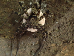 Heteropoda obe