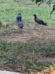 Columba livia domestica
