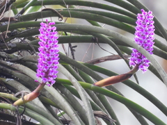 Arpophyllum spicatum