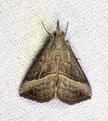 Hypena degesalis