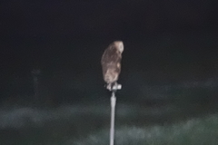 Tyto longimembris pithecops