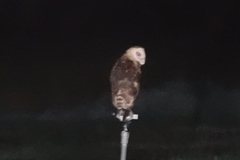 Tyto longimembris pithecops