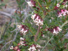 Escallonia alpina