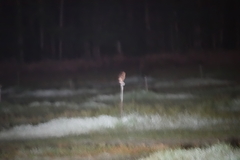 Tyto longimembris pithecops