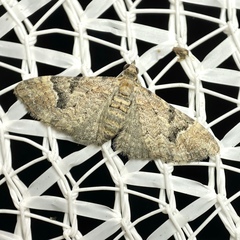 Mnesiloba eupitheciata