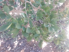 Pseudolachnostylis maprouneifolia