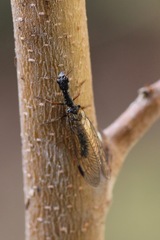 Raphidiinae