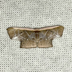 Tessarotis rubrata