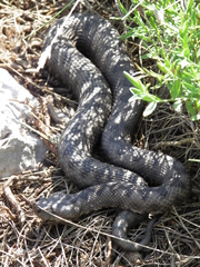 Vipera ammodytes ammodytes