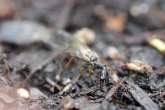 Raphidiinae
