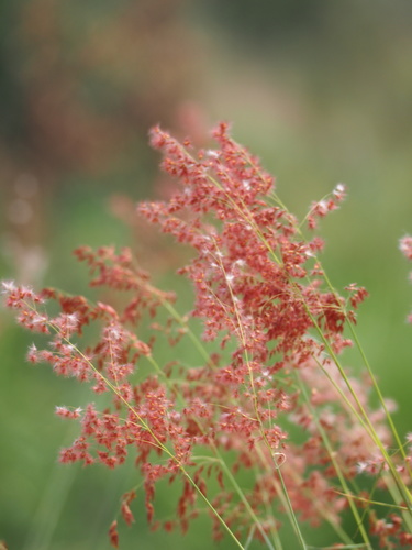 Melinis repens