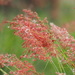 Natal Grass - Photo no rights reserved, uploaded by 葉子