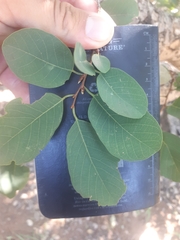 Pseudolachnostylis maprouneifolia