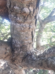 Pseudolachnostylis maprouneifolia