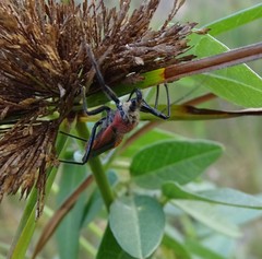 Rhynocoris segmentarius