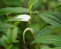 Saururus chinensis