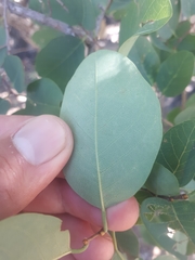 Pseudolachnostylis maprouneifolia