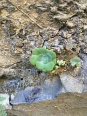 Sedum palmeri