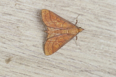 Polygrammodes hercules