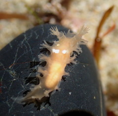 Tritonicula myrakeenae