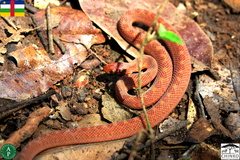 Dasypeltis