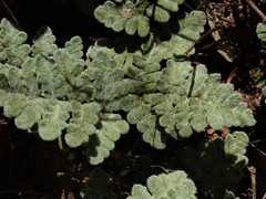 Cheilanthes brownii
