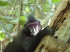 Macaca nigra