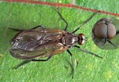 Rhamphomyia spinipes