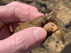 Cambarus carinirostris