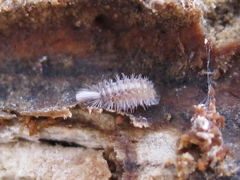 Polyxenoidea