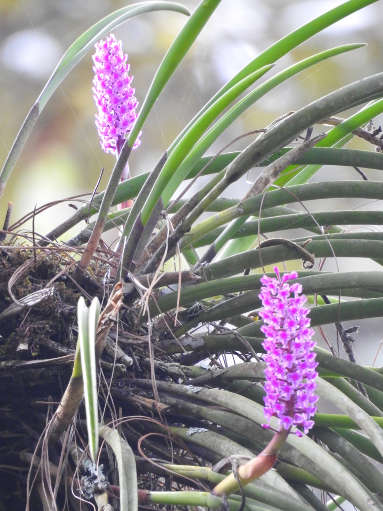 Arpophyllum spicatum