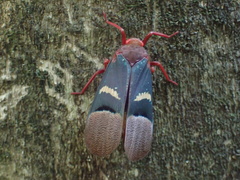 Scamandra